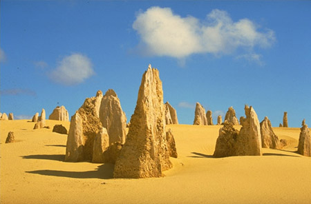 photo of termite
nests
