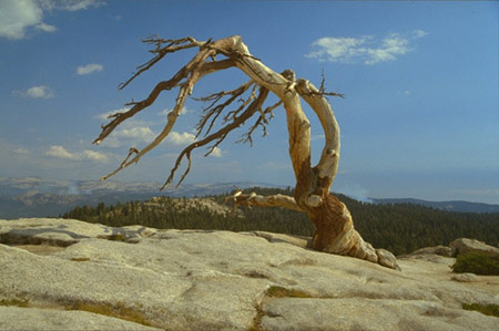 photo of tree in
yosemite park